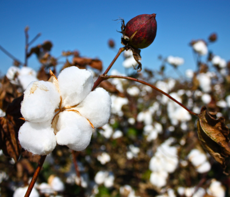 ICAC發布預測：明年全球棉花產量預計增長5% 消費量預增2%